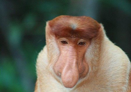 Смешные обезьянки (15 фото)