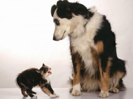 Собака, собачка и пёсик