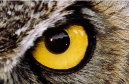 Такие разные глаза животных