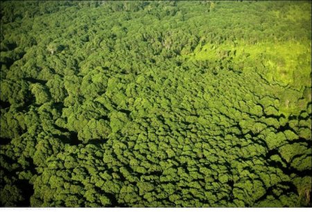 Исчезающие леса нашей планеты
