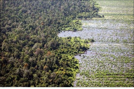 Исчезающие леса нашей планеты