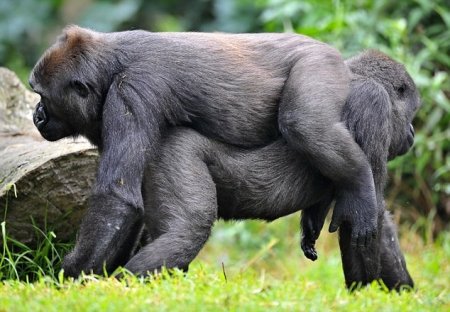 Камасутра от горилл
