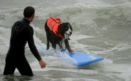 Собаки-серфингистки