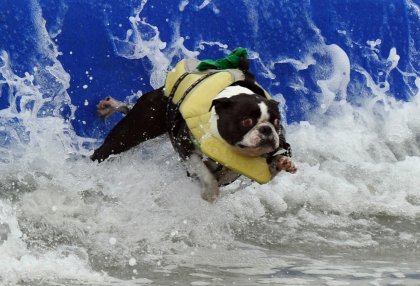 Собаки-серфингистки
