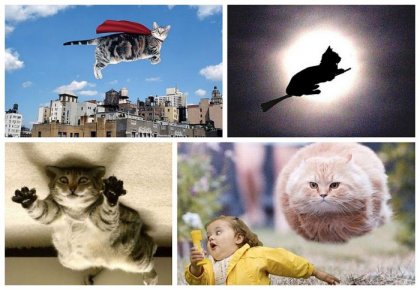 Летающие кошки