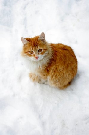 Коты и снег