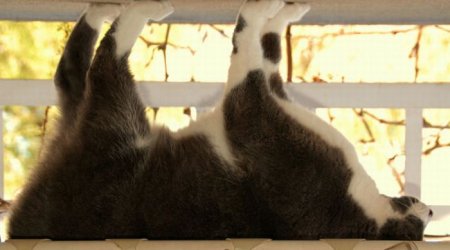 Коты-гимнасты