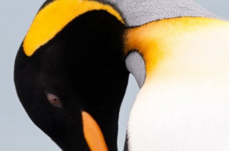 Чудак-пингвин