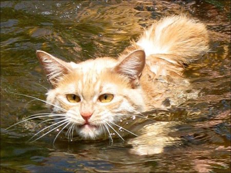 Плавающие кошки