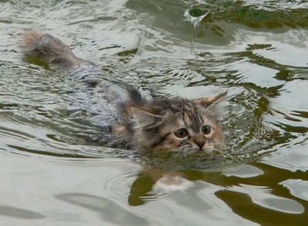 Плавающие кошки