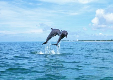 Дельфинчики