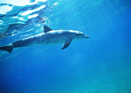 Дельфинчики
