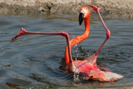 Упавший фламинго