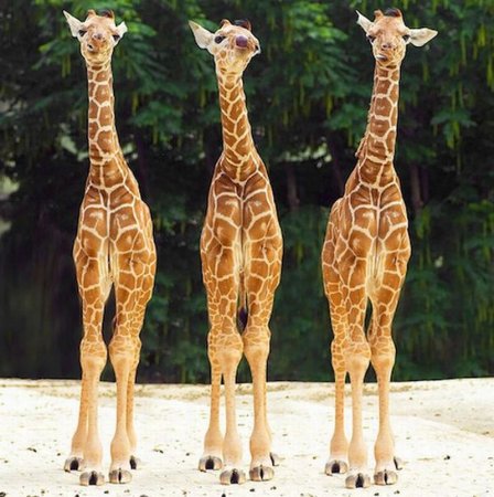 Жирафки
