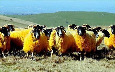 Телепортация, оранжевые овцы и мутация Элизабет Тейлор