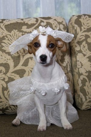 Свадебная одежда для животных