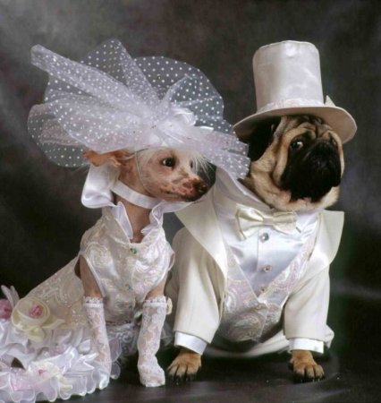 Свадебная одежда для животных