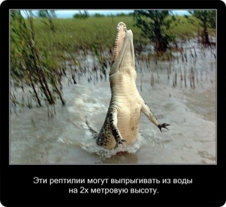 О крокодилах