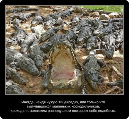 О крокодилах