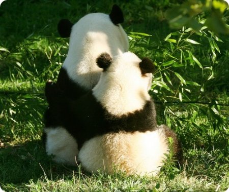 О пандах