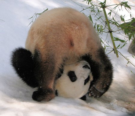 О пандах