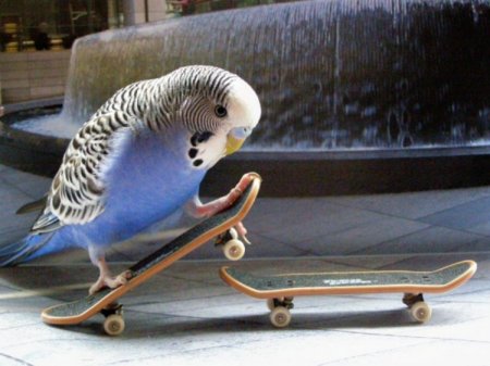 Попугай на скейте