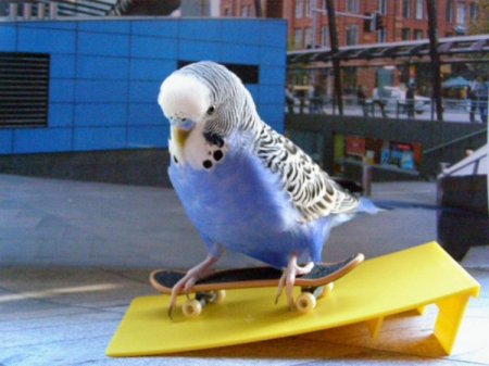Попугай на скейте