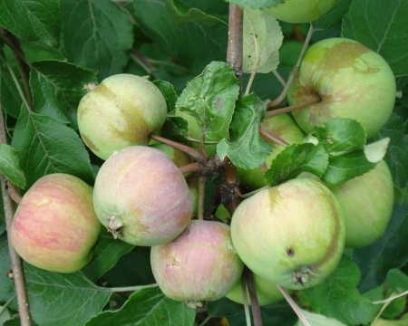 19 августа - яблочный спас