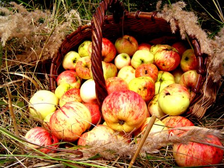 19 августа - яблочный спас