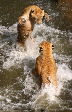 Тигры купаются