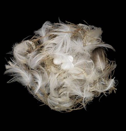 Птичьи гнезда от Шарон Билс