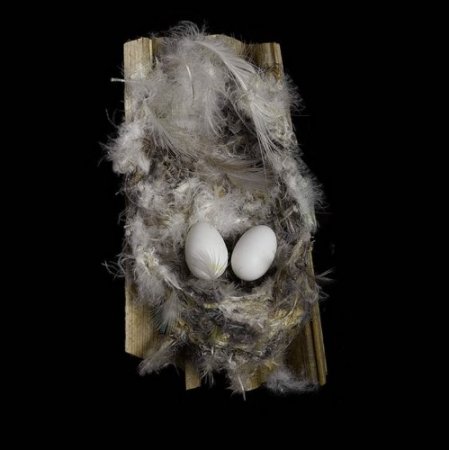 Птичьи гнезда от Шарон Билс
