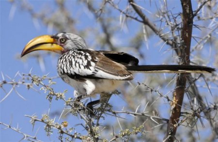 Животные и птицы Намибии