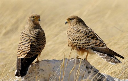 Животные и птицы Намибии
