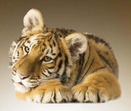 25 сентября 2011 - С Днем Тигра!!!