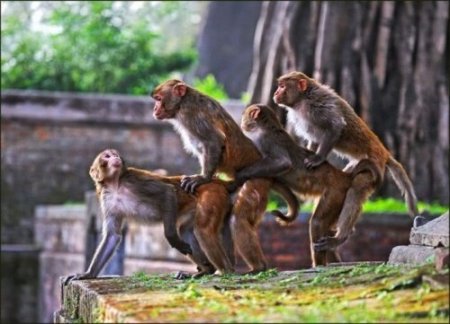 Мир обезьянок