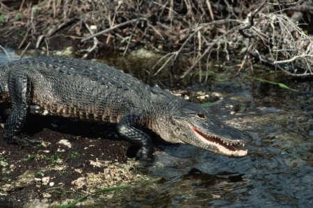 Крокодилы