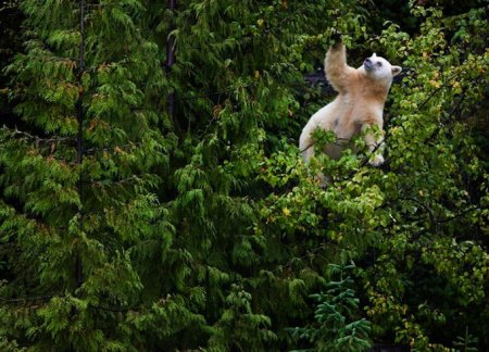 Редкий бурый медведь-альбинос