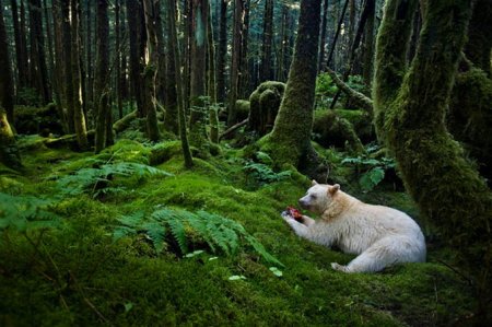 Редкий бурый медведь-альбинос