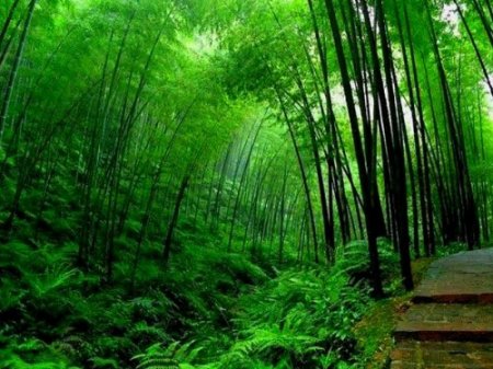 Бамбуковые рощи