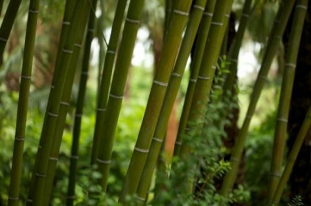 Бамбуковые рощи