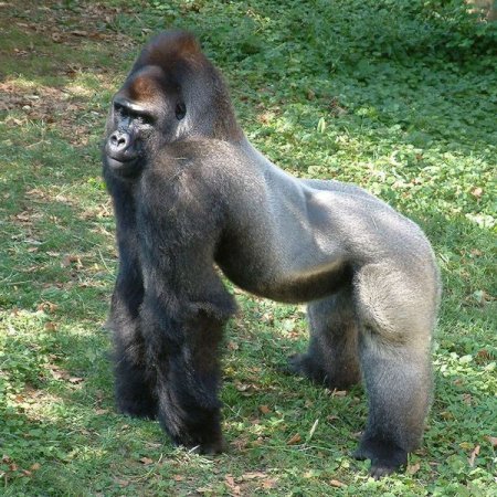 Эти удивительные гориллы