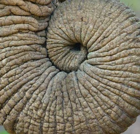 10 фактов о слонах