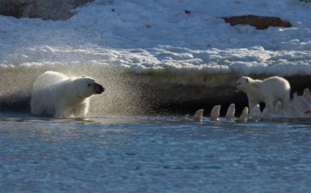 Полярные медведи выходят из берлог после зимовки