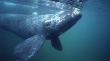 Лучшие места, где можно встретить китов