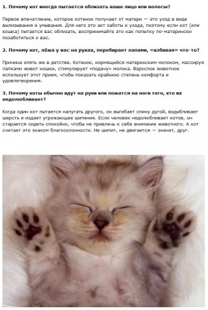 Факты про котов