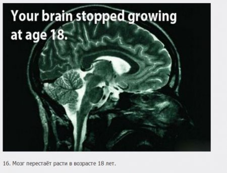 18 познавательных фактов о мозге