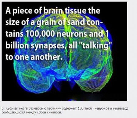 18 познавательных фактов о мозге