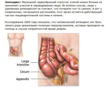 Бесполезные органы человеческого тела