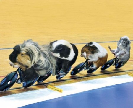 Морские свинки на Олимпийских играх в Лондоне